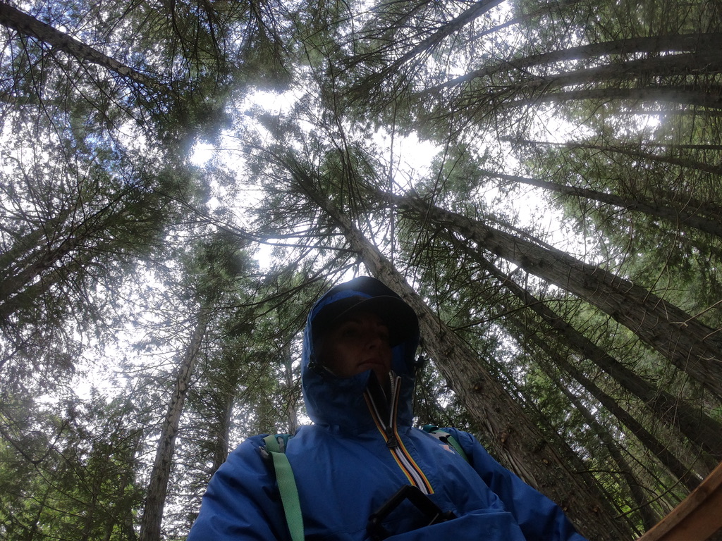 10 Aesthetic Moments in Glacier National Park - Walking through the Forest