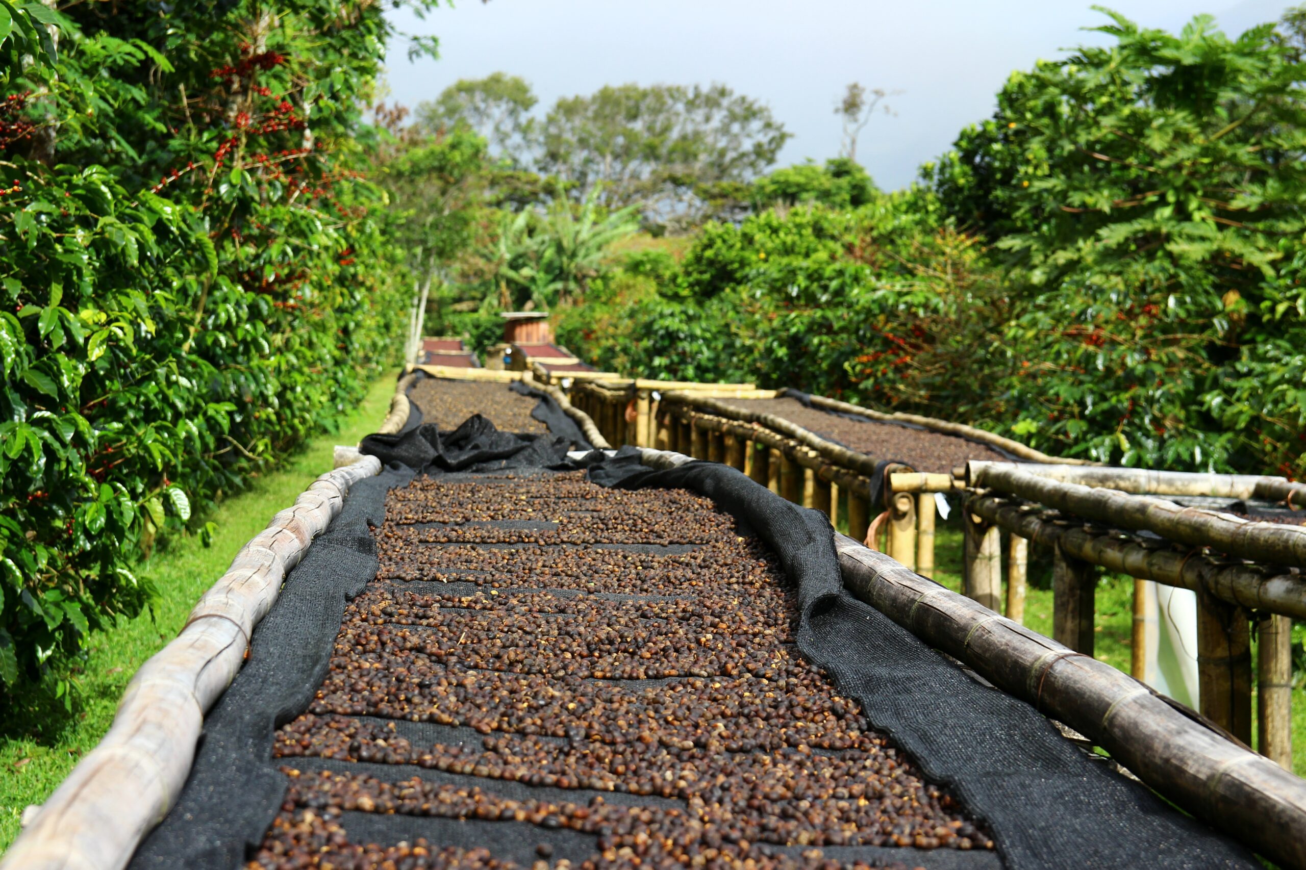 Visit Boquete Panama - Coffee cherries lying to dry on bamboo raised beds